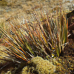 Chionochloa crassiuscula subsp. crassiuscula