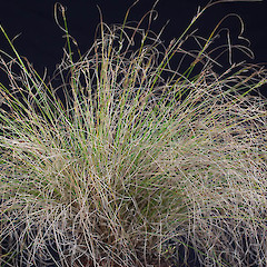 Cultivated plant, ex Milford Sound.<br>Photographer: Mike Thorsen, Date taken: 03/04/2015, Licence: All rights reserved.