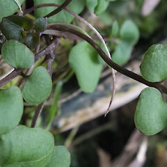 Leaf, Hananui, Rakiura, 950m elevation.<br>Photographer: Rowan Hindmarsh-Walls, Date taken: 20/11/2013, Licence: <a target='_blank' href='https://creativecommons.org/licenses/by-nc/4.0'>CC BY-NC</a>. <a class='member-message' href='/nzpcn/why-join-nzpcn/' target='_blank'>Members can view a larger version of this image.</a>