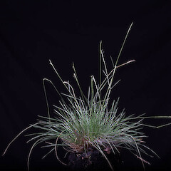 In cultivation, ex Ben Ohau kettle holes, Canterbury.<br>Photographer: Mike Thorsen, Date taken: 01/02/2015, Licence: All rights reserved. <a class='member-message' href='/nzpcn/why-join-nzpcn/' target='_blank'>Members can view a larger version of this image.</a>