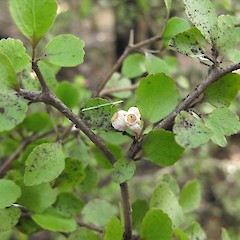 Ripe fruit.<br>Photographer: Melissa Hutchison, Date taken: 19/04/2015, Licence: <a target='_blank' href='https://creativecommons.org/licenses/by-nc/4.0'>CC BY-NC</a>.