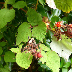 Rubus phoenicolasius