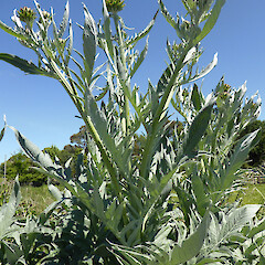 Habit, near Whangarei.<br>Photographer: Colin C. Ogle, Date taken: 09/11/2014, Licence: <a target='_blank' href='https://creativecommons.org/licenses/by-nc/4.0'>CC BY-NC</a>. <a class='member-message' href='/nzpcn/why-join-nzpcn/' target='_blank'>Members can view a larger version of this image.</a>
