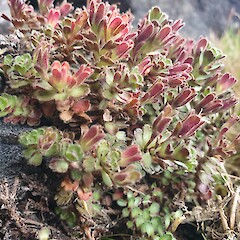 Veronica spectabilis in fruit, Takitimu Mountains.<br>Photographer: John Barkla, Date taken: 18/02/2020, Licence: <a target='_blank' href='https://creativecommons.org/licenses/by/4.0'>CC BY</a>. <a class='member-message' href='/nzpcn/why-join-nzpcn/' target='_blank'>Members can view a larger version of this image.</a>