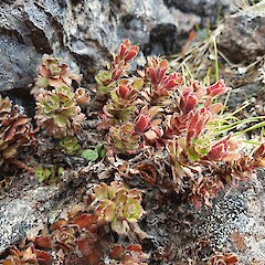 Veronica spectabilis in fruit, Takitimu Mountains.<br>Photographer: John Barkla, Date taken: 18/02/2020, Licence: <a target='_blank' href='https://creativecommons.org/licenses/by/4.0'>CC BY</a>. <a class='member-message' href='/nzpcn/why-join-nzpcn/' target='_blank'>Members can view a larger version of this image.</a>