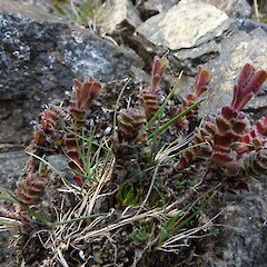 Veronica spectabilis, Takitimu Mountains.<br>Photographer: John Barkla, Date taken: 17/02/2020, Licence: <a target='_blank' href='https://creativecommons.org/licenses/by/4.0'>CC BY</a>. <a class='member-message' href='/nzpcn/why-join-nzpcn/' target='_blank'>Members can view a larger version of this image.</a>