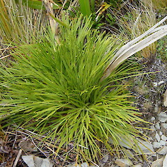Aciphylla indurata