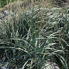 Leymus arenarius on bouldery foreshore, Otago Peninsula.<br>Photographer: John Barkla, Date taken: 06/03/2020, Licence: <a target='_blank' href='https://creativecommons.org/licenses/by/4.0'>CC BY</a>. <a class='member-message' href='/nzpcn/why-join-nzpcn/' target='_blank'>Members can view a larger version of this image.</a>