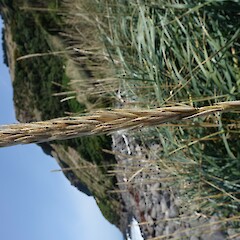 Leymus arenarius with old spike, Otago Peninsula.<br>Photographer: John Barkla, Date taken: 06/03/2020, Licence: <a target='_blank' href='https://creativecommons.org/licenses/by/4.0'>CC BY</a>. <a class='member-message' href='/nzpcn/why-join-nzpcn/' target='_blank'>Members can view a larger version of this image.</a>
