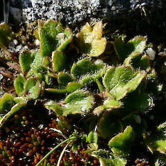 Ranunculus stylosus