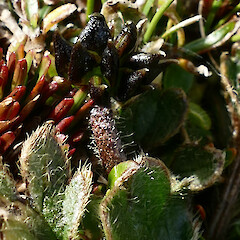 Table Hill, Tin Range, Rakiura, 700m elevation.<br>Photographer: Rowan Hindmarsh-Walls, Date taken: 17/03/2017, Licence: <a target='_blank' href='https://creativecommons.org/licenses/by-nc/4.0'>CC BY-NC</a>. <a class='member-message' href='/nzpcn/why-join-nzpcn/' target='_blank'>Members can view a larger version of this image.</a>