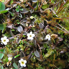 Myosotis bryonoma in subalpine seep, Nevis Valley, Otago.<br>Photographer: John Barkla, Date taken: 01/11/2011, Licence: <a target='_blank' href='https://creativecommons.org/licenses/by/4.0'>CC BY</a>. <a class='member-message' href='/nzpcn/why-join-nzpcn/' target='_blank'>Members can view a larger version of this image.</a>