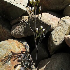 Cardamine thalassica in bouldery colluvium, Hawkdun Range, Otago.<br>Photographer: John Barkla, Date taken: 07/12/2011, Licence: <a target='_blank' href='https://creativecommons.org/licenses/by/4.0'>CC BY</a>. <a class='member-message' href='/nzpcn/why-join-nzpcn/' target='_blank'>Members can view a larger version of this image.</a>