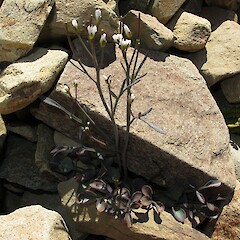 Cardamine thalassica, flowering plant in bouldery colluvium, Hawkdun Range, Otago.<br>Photographer: John Barkla, Date taken: 07/12/2011, Licence: <a target='_blank' href='https://creativecommons.org/licenses/by/4.0'>CC BY</a>. <a class='member-message' href='/nzpcn/why-join-nzpcn/' target='_blank'>Members can view a larger version of this image.</a>