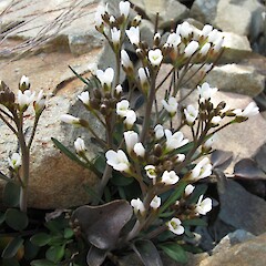 Flowering plant of Cardamine thalassica, Hawkdun Range, Otago.<br>Photographer: John Barkla, Date taken: 07/12/2011, Licence: <a target='_blank' href='https://creativecommons.org/licenses/by/4.0'>CC BY</a>. <a class='member-message' href='/nzpcn/why-join-nzpcn/' target='_blank'>Members can view a larger version of this image.</a>