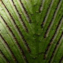 Fertile frond detail, Mangarakau Scenic Reserve, Westhaven.<br>Photographer: Rowan Hindmarsh-Walls, Date taken: 15/01/2017, Licence: <a target='_blank' href='https://creativecommons.org/licenses/by-nc/4.0'>CC BY-NC</a>. <a class='member-message' href='/nzpcn/why-join-nzpcn/' target='_blank'>Members can view a larger version of this image.</a>