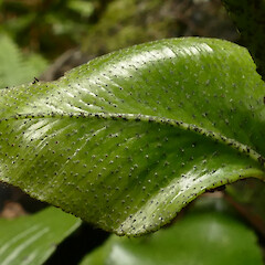 Characteristic leaf scales, Mangarakau Scenic Reserve, Westhaven.<br>Photographer: Rowan Hindmarsh-Walls, Date taken: 15/01/2017, Licence: <a target='_blank' href='https://creativecommons.org/licenses/by-nc/4.0'>CC BY-NC</a>. <a class='member-message' href='/nzpcn/why-join-nzpcn/' target='_blank'>Members can view a larger version of this image.</a>