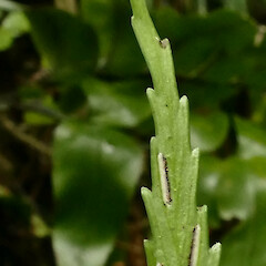 Fertile frond detail, Mangarakau Scenic Reserve, Westhaven.<br>Photographer: Rowan Hindmarsh-Walls, Date taken: 15/01/2017, Licence: <a target='_blank' href='https://creativecommons.org/licenses/by-nc/4.0'>CC BY-NC</a>. <a class='member-message' href='/nzpcn/why-join-nzpcn/' target='_blank'>Members can view a larger version of this image.</a>