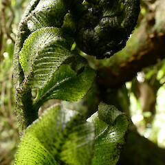 Unfurling frond, Mangarakau Scenic Reserve, Westhaven.<br>Photographer: Rowan Hindmarsh-Walls, Date taken: 15/01/2017, Licence: <a target='_blank' href='https://creativecommons.org/licenses/by-nc/4.0'>CC BY-NC</a>. <a class='member-message' href='/nzpcn/why-join-nzpcn/' target='_blank'>Members can view a larger version of this image.</a>