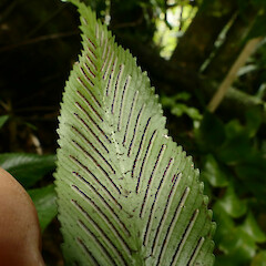 Fertile frond, Mangarakau Scenic Reserve, Westhaven.<br>Photographer: Rowan Hindmarsh-Walls, Date taken: 15/01/2017, Licence: <a target='_blank' href='https://creativecommons.org/licenses/by-nc/4.0'>CC BY-NC</a>. <a class='member-message' href='/nzpcn/why-join-nzpcn/' target='_blank'>Members can view a larger version of this image.</a>