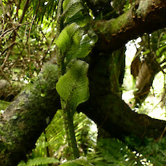 New frond, Mangarakau Scenic Reserve, Westhaven.<br>Photographer: Rowan Hindmarsh-Walls, Date taken: 15/01/2017, Licence: <a target='_blank' href='https://creativecommons.org/licenses/by-nc/4.0'>CC BY-NC</a>. <a class='member-message' href='/nzpcn/why-join-nzpcn/' target='_blank'>Members can view a larger version of this image.</a>
