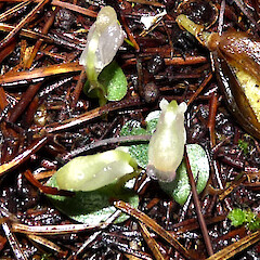 Pale form of flowers. Inland Road, Lake Ohia.<br>Photographer: Bill Campbell, Date taken: 29/07/2009, Licence: <a target='_blank' href='https://creativecommons.org/licenses/by/4.0'>CC BY</a>. <a class='member-message' href='/nzpcn/why-join-nzpcn/' target='_blank'>Members can view a larger version of this image.</a>