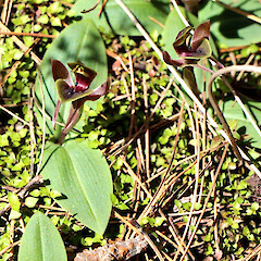 Iwitahi.<br>Photographer: Bill Campbell, Date taken: 28/10/2013, Licence: <a target='_blank' href='https://creativecommons.org/licenses/by/4.0'>CC BY</a>. <a class='member-message' href='/nzpcn/why-join-nzpcn/' target='_blank'>Members can view a larger version of this image.</a>