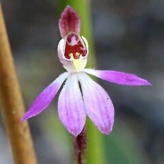 Close up of flower. Earth Wall Track, Te Paki.<br>Photographer: Bill Campbell, Date taken: 08/10/2016, Licence: <a target='_blank' href='https://creativecommons.org/licenses/by/4.0'>CC BY</a>. <a class='member-message' href='/nzpcn/why-join-nzpcn/' target='_blank'>Members can view a larger version of this image.</a>