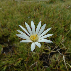 Flower, Lake Wapiti, Doon River, Fiordland. 1000m elevation.<br>Photographer: Rowan Hindmarsh-Walls, Date taken: 23/02/2016, Licence: <a target='_blank' href='https://creativecommons.org/licenses/by-nc/4.0'>CC BY-NC</a>. <a class='member-message' href='/nzpcn/why-join-nzpcn/' target='_blank'>Members can view a larger version of this image.</a>
