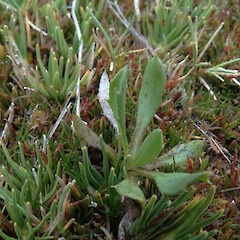 Lake Wapiti, Doon River, Fiordland. 1000m elevation.<br>Photographer: Rowan Hindmarsh-Walls, Date taken: 23/02/2016, Licence: <a target='_blank' href='https://creativecommons.org/licenses/by-nc/4.0'>CC BY-NC</a>. <a class='member-message' href='/nzpcn/why-join-nzpcn/' target='_blank'>Members can view a larger version of this image.</a>