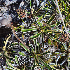 Hope Range, Kahurangi National Park.<br>Photographer: Chris Ecroyd, Date taken: 07/02/2020, Licence: <a target='_blank' href='https://creativecommons.org/licenses/by-nc/4.0'>CC BY-NC</a>. <a class='member-message' href='/nzpcn/why-join-nzpcn/' target='_blank'>Members can view a larger version of this image.</a>
