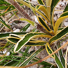 Hope Range, Kahurangi National Park.<br>Photographer: Chris Ecroyd, Date taken: 08/02/2020, Licence: <a target='_blank' href='https://creativecommons.org/licenses/by-nc/4.0'>CC BY-NC</a>. <a class='member-message' href='/nzpcn/why-join-nzpcn/' target='_blank'>Members can view a larger version of this image.</a>