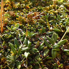 Mt Herbert, Herbert Range, Kahurangi, 1400m elevation.<br>Photographer: Rowan Hindmarsh-Walls, Date taken: 23/02/2020, Licence: <a target='_blank' href='https://creativecommons.org/licenses/by-nc/4.0'>CC BY-NC</a>. <a class='member-message' href='/nzpcn/why-join-nzpcn/' target='_blank'>Members can view a larger version of this image.</a>