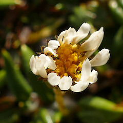 Flower, Mt Herbert, Herbert Range, Kahurangi, 1400m elevation.<br>Photographer: Rowan Hindmarsh-Walls, Date taken: 23/02/2020, Licence: <a target='_blank' href='https://creativecommons.org/licenses/by-nc/4.0'>CC BY-NC</a>. <a class='member-message' href='/nzpcn/why-join-nzpcn/' target='_blank'>Members can view a larger version of this image.</a>