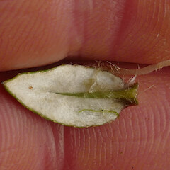 Leaf underside, Gunner Downs, Kahurangi, 1100m elevation.<br>Photographer: Rowan Hindmarsh-Walls, Date taken: 02/05/2019, Licence: <a target='_blank' href='https://creativecommons.org/licenses/by-nc/4.0'>CC BY-NC</a>. <a class='member-message' href='/nzpcn/why-join-nzpcn/' target='_blank'>Members can view a larger version of this image.</a>