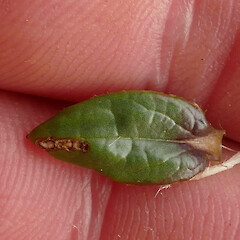 Leaf upper side, Gunner Downs, Kahurangi, 1100m elevation.<br>Photographer: Rowan Hindmarsh-Walls, Date taken: 02/05/2019, Licence: <a target='_blank' href='https://creativecommons.org/licenses/by-nc/4.0'>CC BY-NC</a>. <a class='member-message' href='/nzpcn/why-join-nzpcn/' target='_blank'>Members can view a larger version of this image.</a>