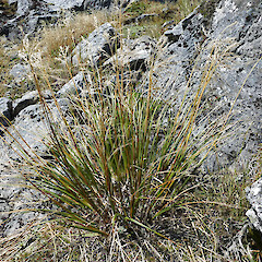 Chionochloa flavescens subsp. hirta