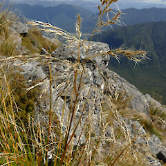 Mt Turiwhate, Central Westland, 1300m elevation.<br>Photographer: Rowan Hindmarsh-Walls, Date taken: 10/02/2019, Licence: <a target='_blank' href='https://creativecommons.org/licenses/by-nc/4.0'>CC BY-NC</a>. <a class='member-message' href='/nzpcn/why-join-nzpcn/' target='_blank'>Members can view a larger version of this image.</a>