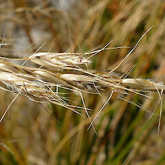 Spikelets, Mt Turiwhate, Central Westland, 1300m elevation.<br>Photographer: Rowan Hindmarsh-Walls, Date taken: 10/02/2019, Licence: <a target='_blank' href='https://creativecommons.org/licenses/by-nc/4.0'>CC BY-NC</a>. <a class='member-message' href='/nzpcn/why-join-nzpcn/' target='_blank'>Members can view a larger version of this image.</a>