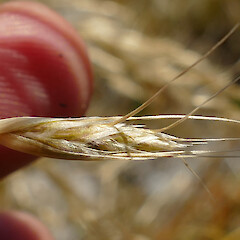Spikelet, Mt Turiwhate, Central Westland, 1300m elevation.<br>Photographer: Rowan Hindmarsh-Walls, Date taken: 10/02/2019, Licence: <a target='_blank' href='https://creativecommons.org/licenses/by-nc/4.0'>CC BY-NC</a>. <a class='member-message' href='/nzpcn/why-join-nzpcn/' target='_blank'>Members can view a larger version of this image.</a>