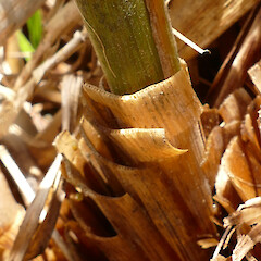 Leaf sheaths, Mt Turiwhate, Central Westland, 1300m elevation.<br>Photographer: Rowan Hindmarsh-Walls, Date taken: 10/02/2019, Licence: <a target='_blank' href='https://creativecommons.org/licenses/by-nc/4.0'>CC BY-NC</a>. <a class='member-message' href='/nzpcn/why-join-nzpcn/' target='_blank'>Members can view a larger version of this image.</a>