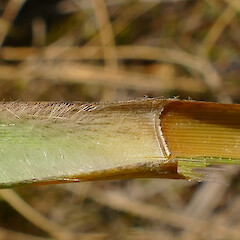 Long hairs above sheath, Mt Turiwhate, Central westland, 1300m elevation.<br>Photographer: Rowan Hindmarsh-Walls, Date taken: 10/02/2019, Licence: <a target='_blank' href='https://creativecommons.org/licenses/by-nc/4.0'>CC BY-NC</a>. <a class='member-message' href='/nzpcn/why-join-nzpcn/' target='_blank'>Members can view a larger version of this image.</a>