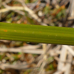 Abaxial leaf surface, Mt Turiwhate, Central westland, 1300m elevation.<br>Photographer: Rowan Hindmarsh-Walls, Date taken: 10/02/2019, Licence: <a target='_blank' href='https://creativecommons.org/licenses/by-nc/4.0'>CC BY-NC</a>. <a class='member-message' href='/nzpcn/why-join-nzpcn/' target='_blank'>Members can view a larger version of this image.</a>