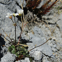 Hoary Head, Kahurangi National Park.<br>Photographer: Simon Walls, Date taken: 26/02/2016, Licence: <a target='_blank' href='https://creativecommons.org/licenses/by-nc/4.0'>CC BY-NC</a>. <a class='member-message' href='/nzpcn/why-join-nzpcn/' target='_blank'>Members can view a larger version of this image.</a>