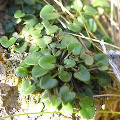 Gouland Downs, Heaphy Track, Kahurangi National Park.<br>Photographer: Simon Walls, Date taken: 04/04/2013, Licence: <a target='_blank' href='https://creativecommons.org/licenses/by-nc/4.0'>CC BY-NC</a>. <a class='member-message' href='/nzpcn/why-join-nzpcn/' target='_blank'>Members can view a larger version of this image.</a>