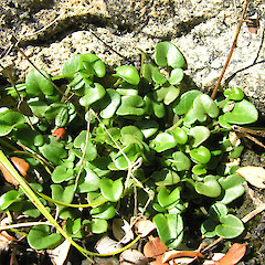 Gouland Downs, Heaphy Track, Kahurangi National Park.<br>Photographer: Simon Walls, Date taken: 04/04/2013, Licence: <a target='_blank' href='https://creativecommons.org/licenses/by-nc/4.0'>CC BY-NC</a>. <a class='member-message' href='/nzpcn/why-join-nzpcn/' target='_blank'>Members can view a larger version of this image.</a>