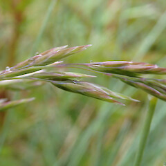 Spikelets, Clinton River, Fiordland.<br>Photographer: Jane Gosden, Date taken: 16/11/2019, Licence: <a target='_blank' href='https://creativecommons.org/licenses/by-nc/4.0'>CC BY-NC</a>. <a class='member-message' href='/nzpcn/why-join-nzpcn/' target='_blank'>Members can view a larger version of this image.</a>