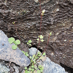 Richmond Range, Mt Richmond Forest Park.<br>Photographer: Chris Ecroyd, Date taken: 22/11/2019, Licence: <a target='_blank' href='https://creativecommons.org/licenses/by-nc/4.0'>CC BY-NC</a>. <a class='member-message' href='/nzpcn/why-join-nzpcn/' target='_blank'>Members can view a larger version of this image.</a>