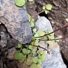Richmond Range, Mt Richmond Forest Park.<br>Photographer: Chris Ecroyd, Date taken: 22/08/2019, Licence: <a target='_blank' href='https://creativecommons.org/licenses/by-nc/4.0'>CC BY-NC</a>. <a class='member-message' href='/nzpcn/why-join-nzpcn/' target='_blank'>Members can view a larger version of this image.</a>