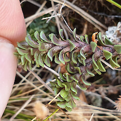 Te Kinga, Central Westland, 1100m elevation.<br>Photographer: Rowan Hindmarsh-Walls, Date taken: 12/03/2019, Licence: <a target='_blank' href='https://creativecommons.org/licenses/by-nc/4.0'>CC BY-NC</a>. <a class='member-message' href='/nzpcn/why-join-nzpcn/' target='_blank'>Members can view a larger version of this image.</a>